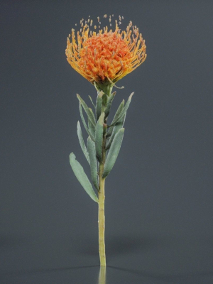 ornamental-pincushion-leucospermum-cordifolium-3d-model-9e488ed026