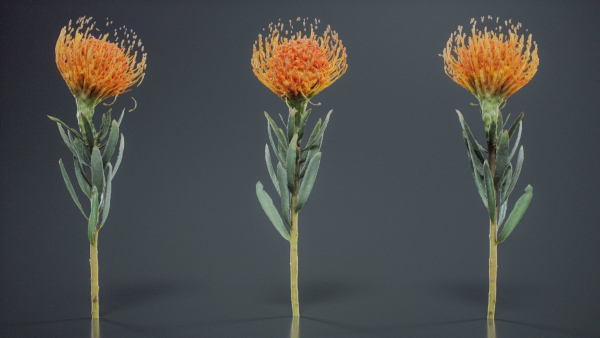 Ornamental Pincushion Leucospermum Cordifolium