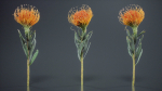 Ornamental Pincushion Leucospermum Cordifolium