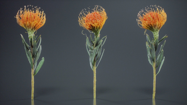 Ornamental Pincushion Leucospermum Cordifolium