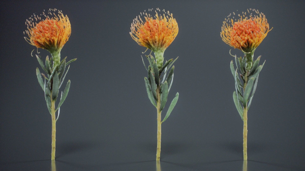 Ornamental Pincushion Leucospermum Cordifolium