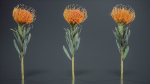 Ornamental Pincushion Leucospermum Cordifolium