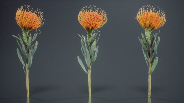 Ornamental Pincushion Leucospermum Cordifolium