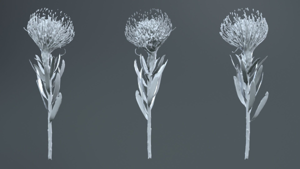 Ornamental Pincushion Leucospermum Cordifolium