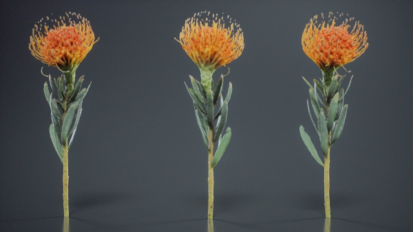 Ornamental Pincushion Leucospermum Cordifolium