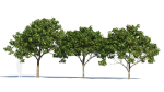Osmanthus fragrans tree b