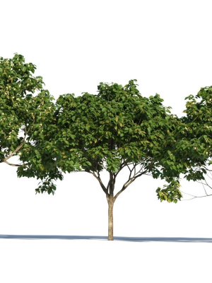 osmanthus-fragrans-tree-b-3d-model-0790fbcb23
