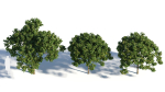 Osmanthus fragrans tree b