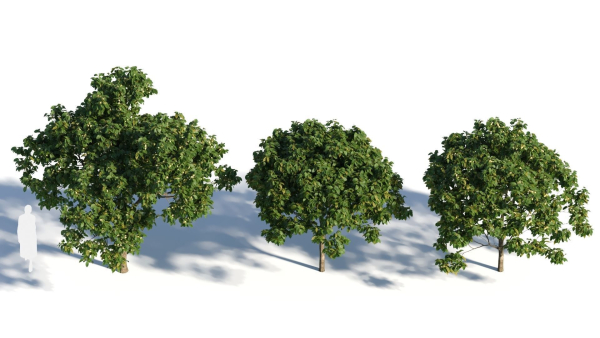 Osmanthus fragrans tree b