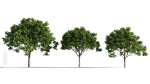 Osmanthus fragrans tree b