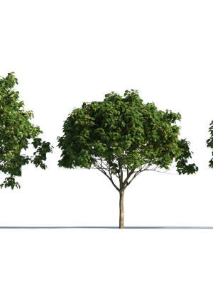 Osmanthus fragrans tree b