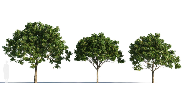 Osmanthus fragrans tree b