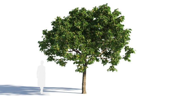 Osmanthus fragrans tree b