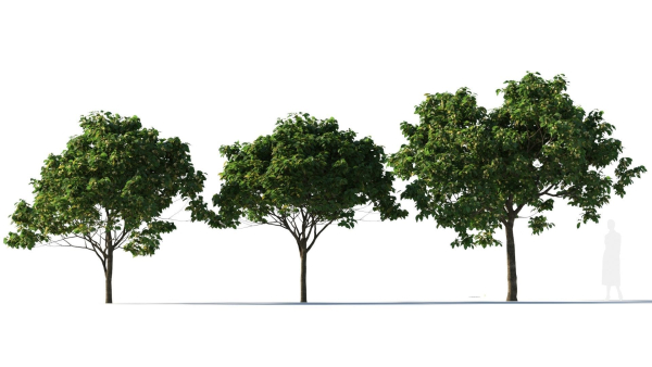 Osmanthus fragrans tree b