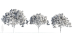Osmanthus fragrans tree b