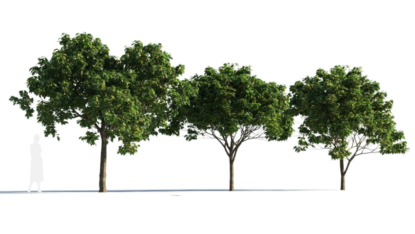 Osmanthus fragrans tree b