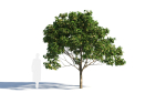 Osmanthus fragrans tree b