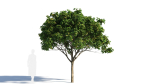 Osmanthus fragrans tree b