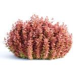 Ottawa barberry bushes collection vol 122