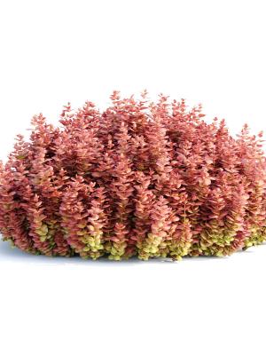 ottawa-barberry-bushes-collection-vol-122-3d-model-2f915157e0