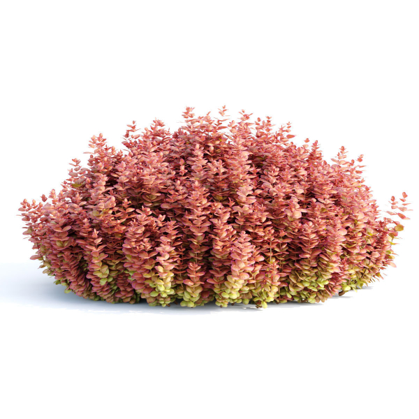 Ottawa barberry bushes collection vol 122