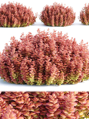 Ottawa barberry bushes collection vol 122