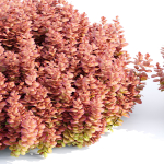 Ottawa barberry bushes collection vol 122