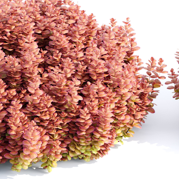 Ottawa barberry bushes collection vol 122