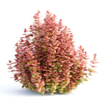 Ottawa barberry bushes collection vol 122