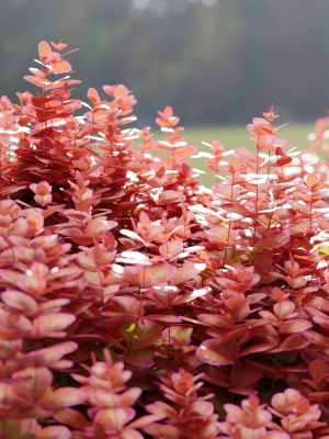 ottawa-barberry-bushes-collection-vol-122-blender-3d-model-49c8e28df5