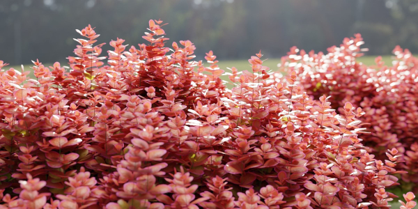 Ottawa barberry bushes collection vol 122-Blender