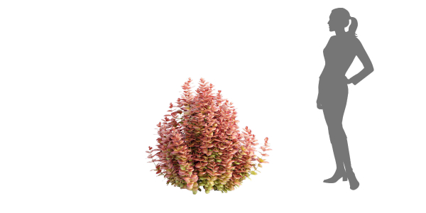 Ottawa barberry bushes collection vol 122-Blender