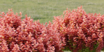 Ottawa barberry bushes collection vol 122-Blender