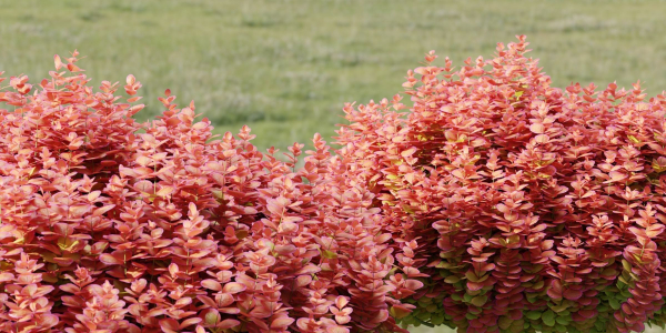 Ottawa barberry bushes collection vol 122-Blender