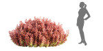 Ottawa barberry bushes collection vol 122-Blender