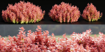 Ottawa barberry bushes collection vol 122-Blender