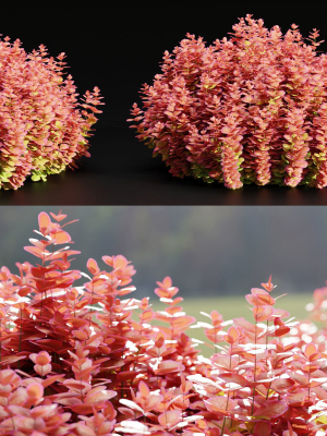 Ottawa barberry bushes collection vol 122-Blender