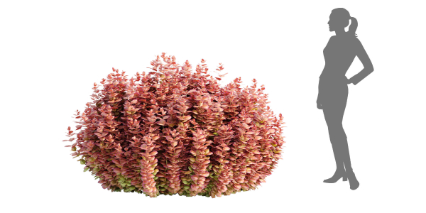 Ottawa barberry bushes collection vol 122-Blender