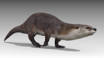 Otter