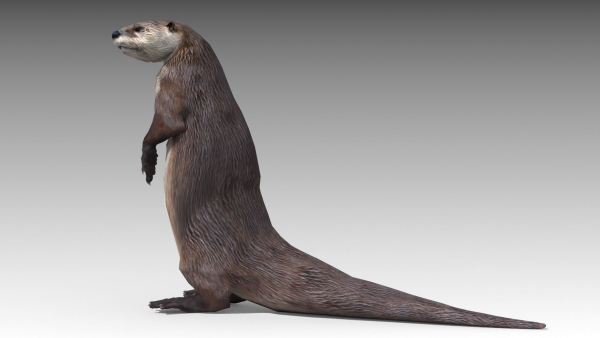Otter