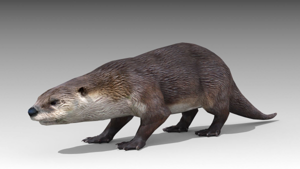 Otter
