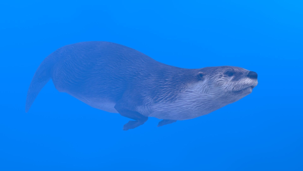 Otter