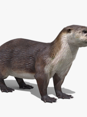 Otter