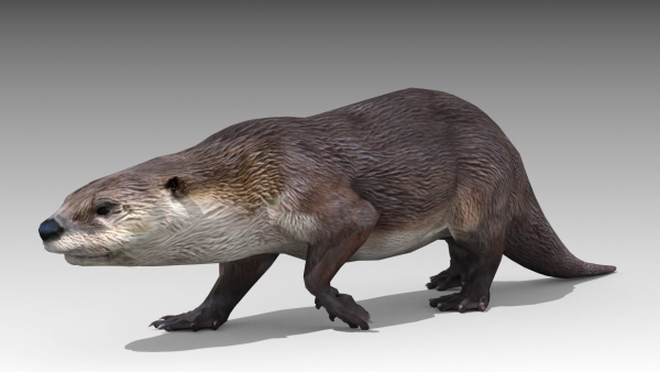 Otter
