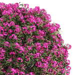 ourdoor plant 1