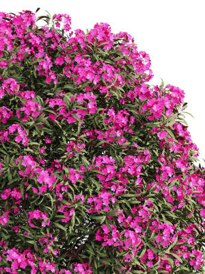 ourdoor-plant-1-3d-model-5f0e866efb