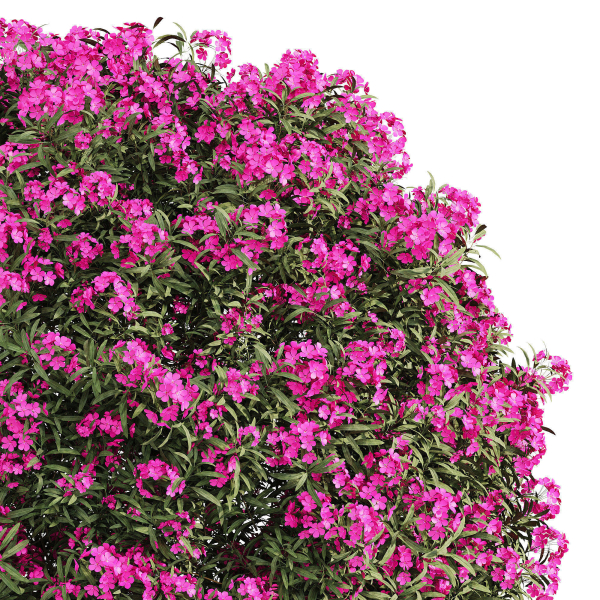 ourdoor plant 1