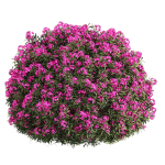ourdoor plant 1