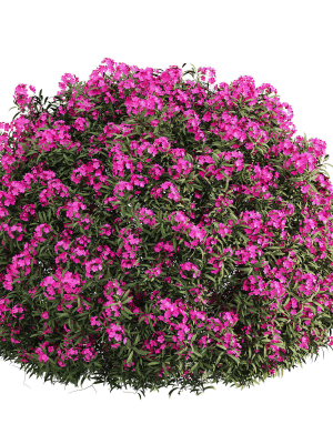 ourdoor plant 1