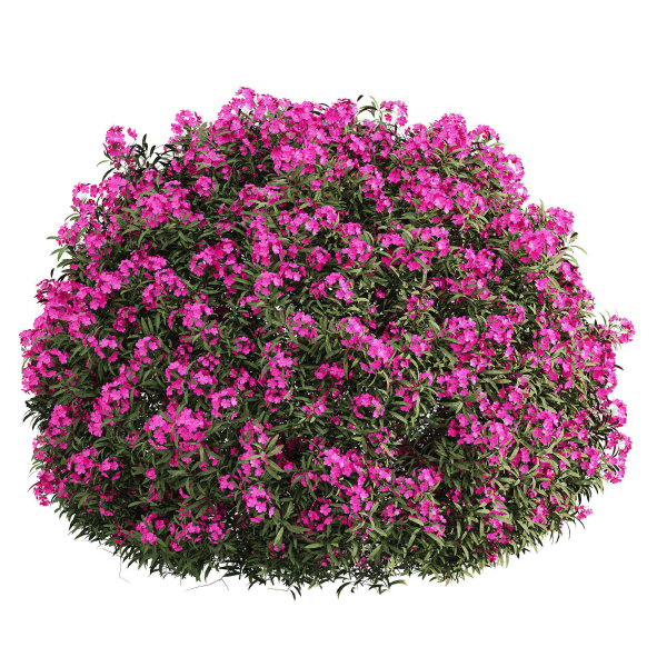 ourdoor plant 1